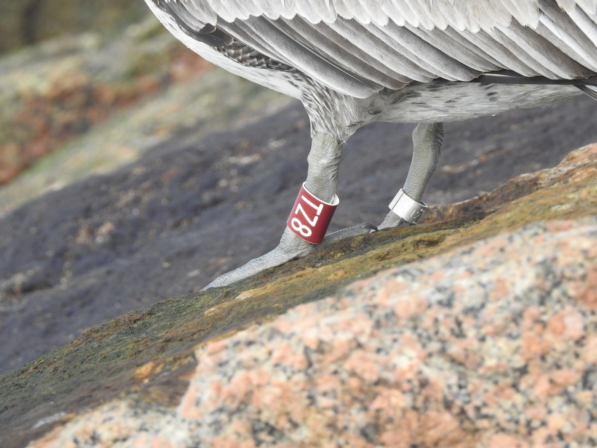 Brown Pelican - ML646543235