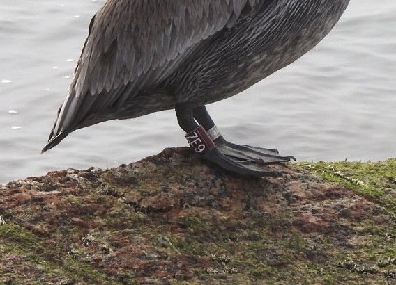 Brown Pelican - ML646543236