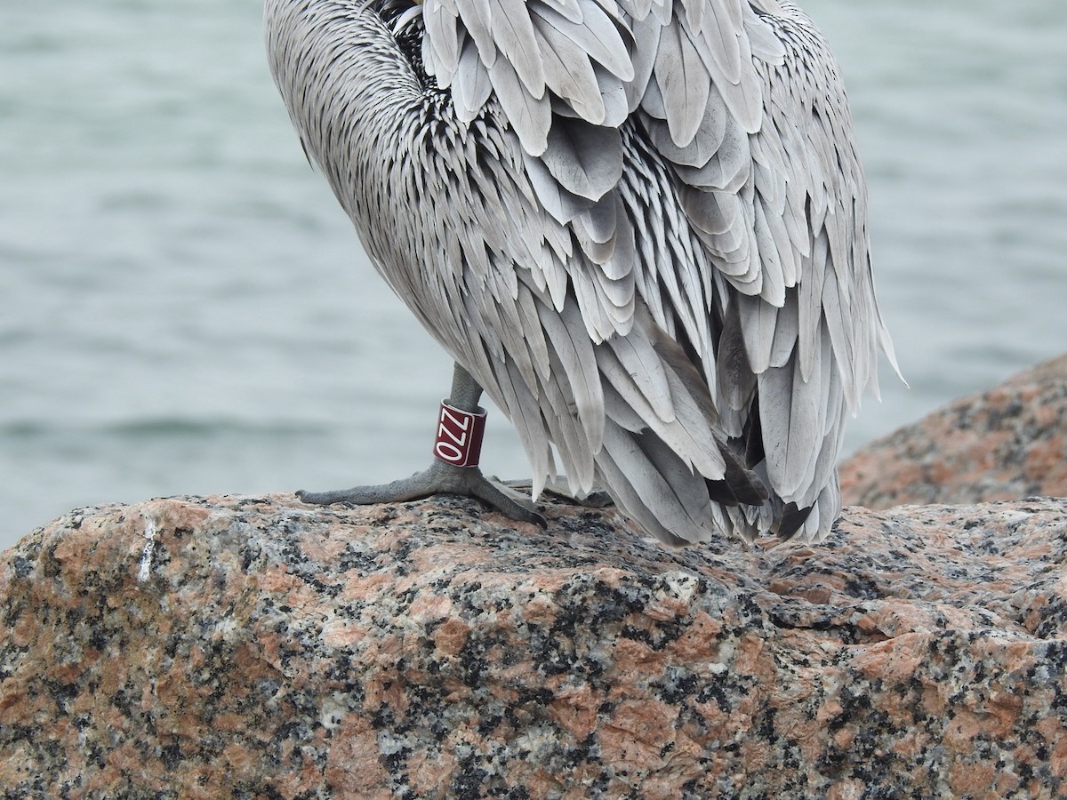 Brown Pelican - ML646543237
