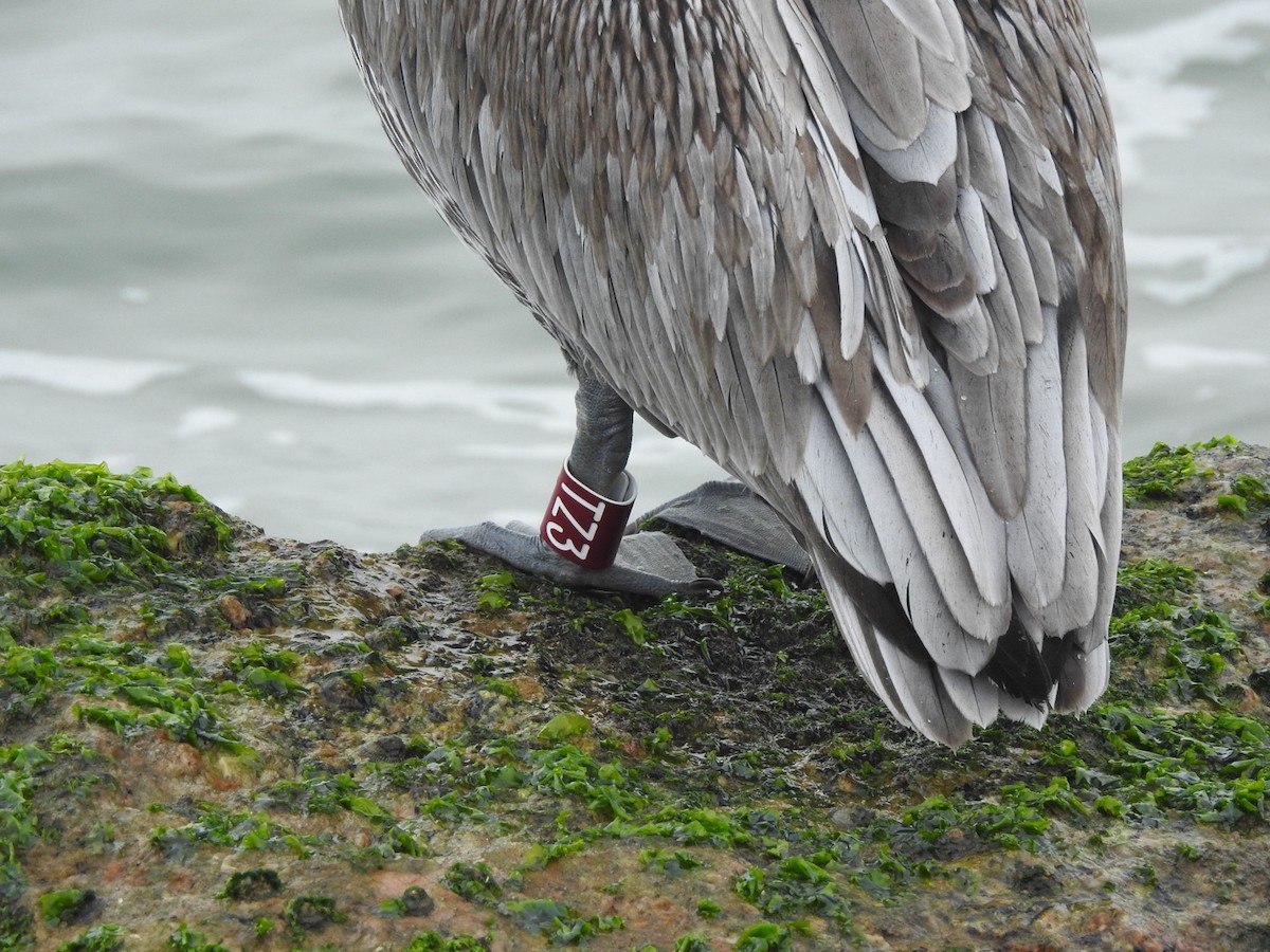 Brown Pelican - ML646543238