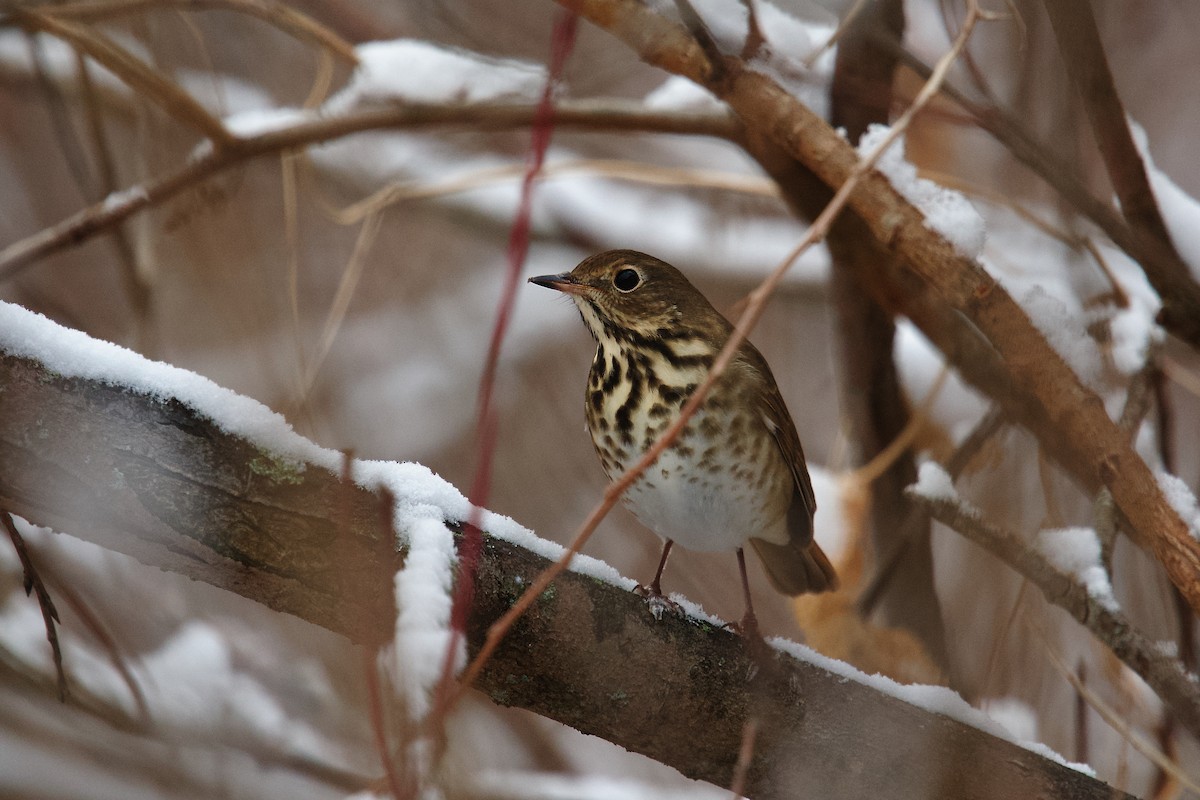 קיכלי חלוד-זנב - ML646543239