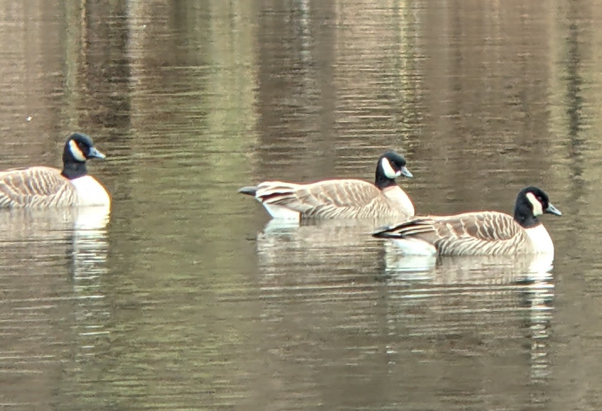 Oca canadese minore - ML646543240