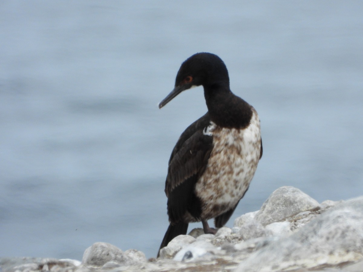 magellanskarv - ML646543241