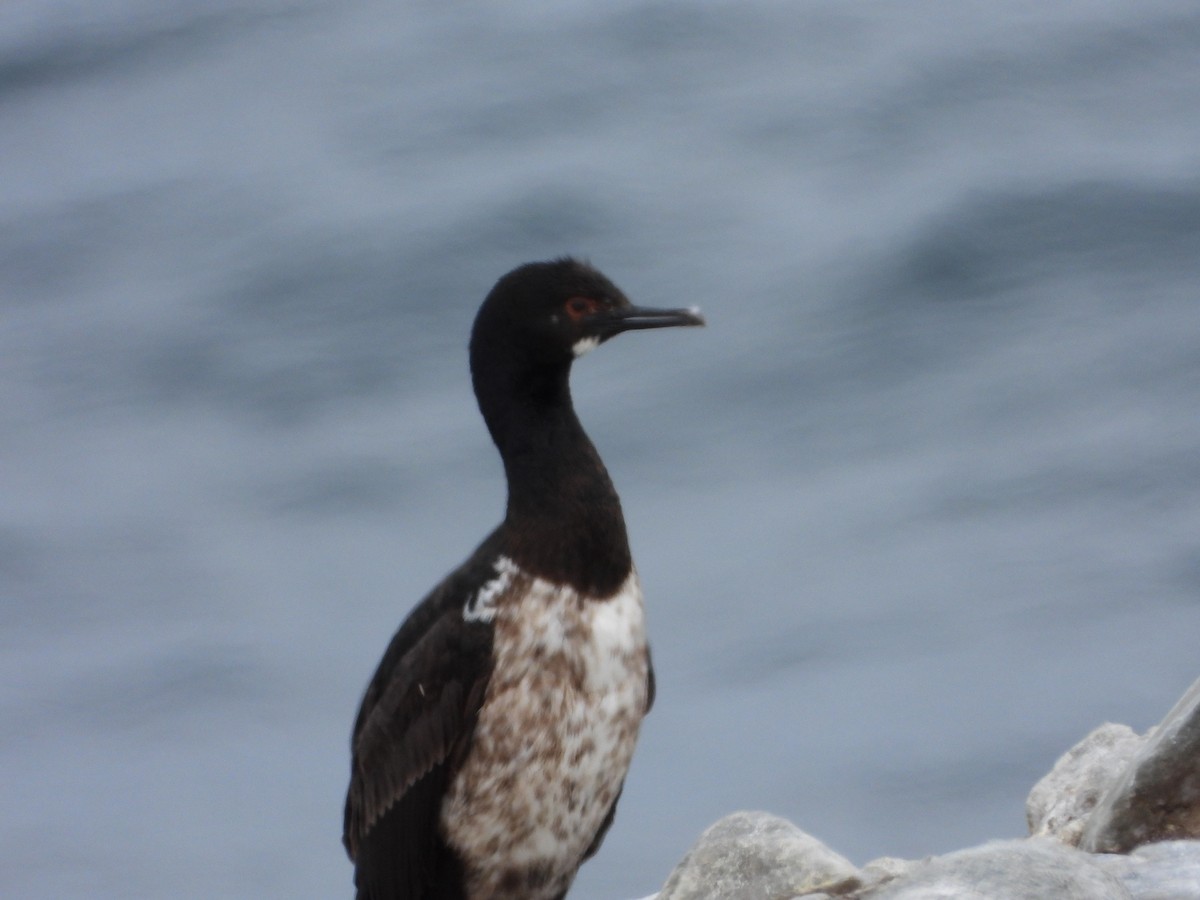 magellanskarv - ML646543242