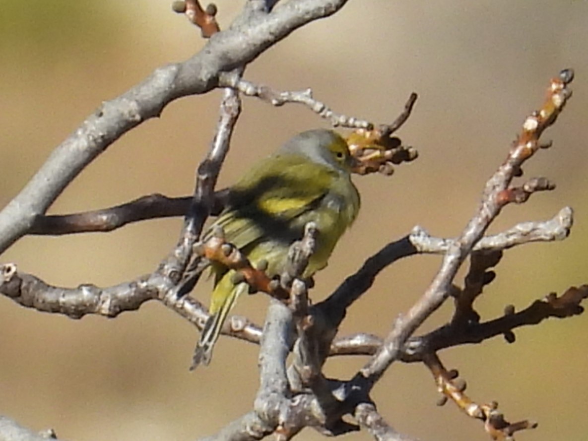 Citril Finch - ML646543243