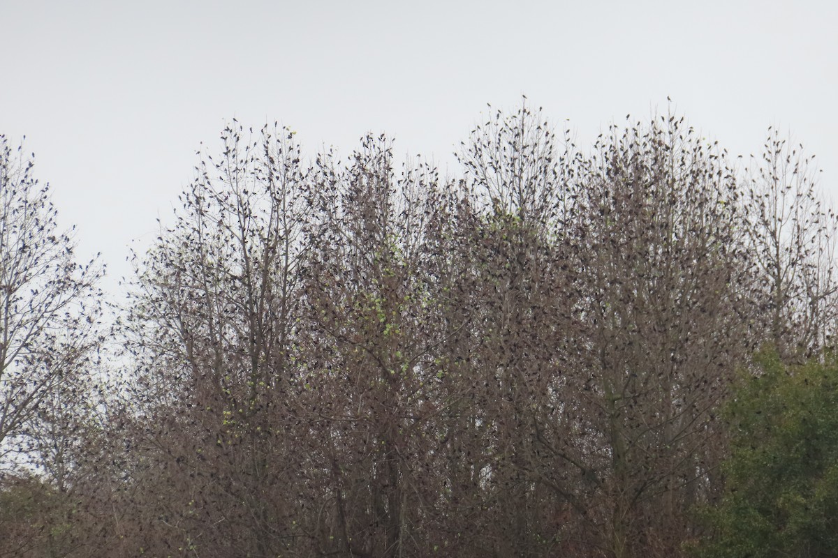 Red-winged Blackbird - ML646543244