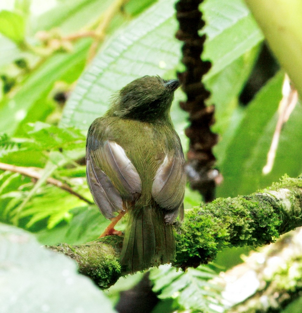 White-collared Manakin - ML646543246