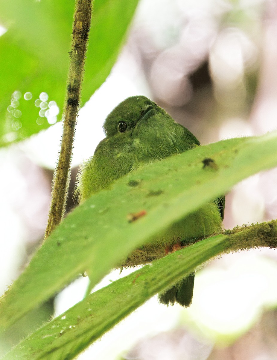 Ak Boyunlu Manakin - ML646543247