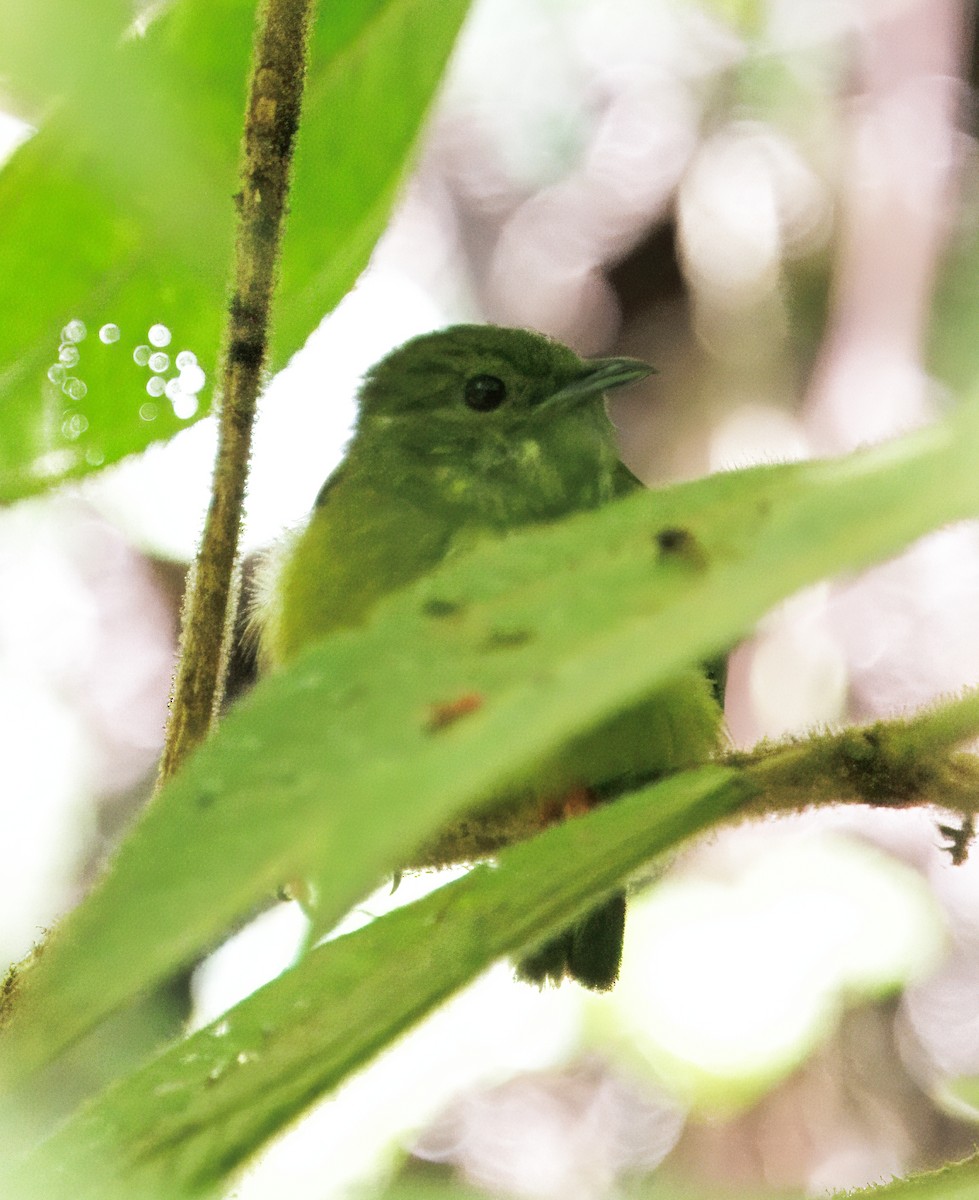 White-collared Manakin - ML646543248