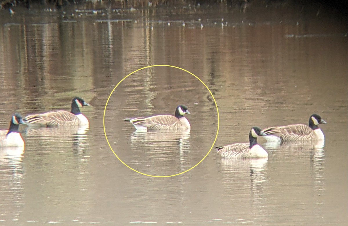 Oca canadese minore - ML646543252