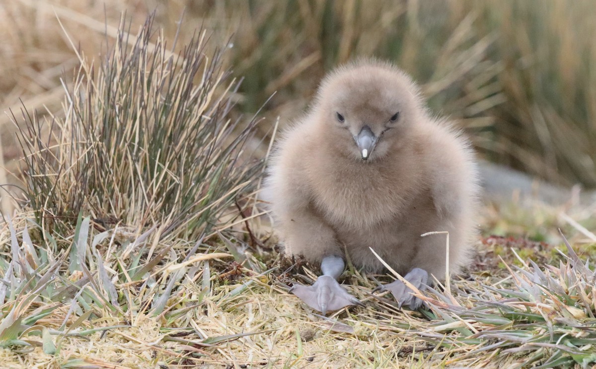 Brown Skua (Subantarctic) - ML646543253
