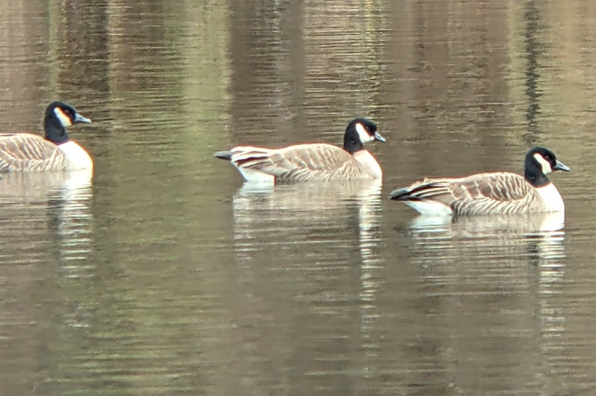 Oca canadese minore - ML646543256