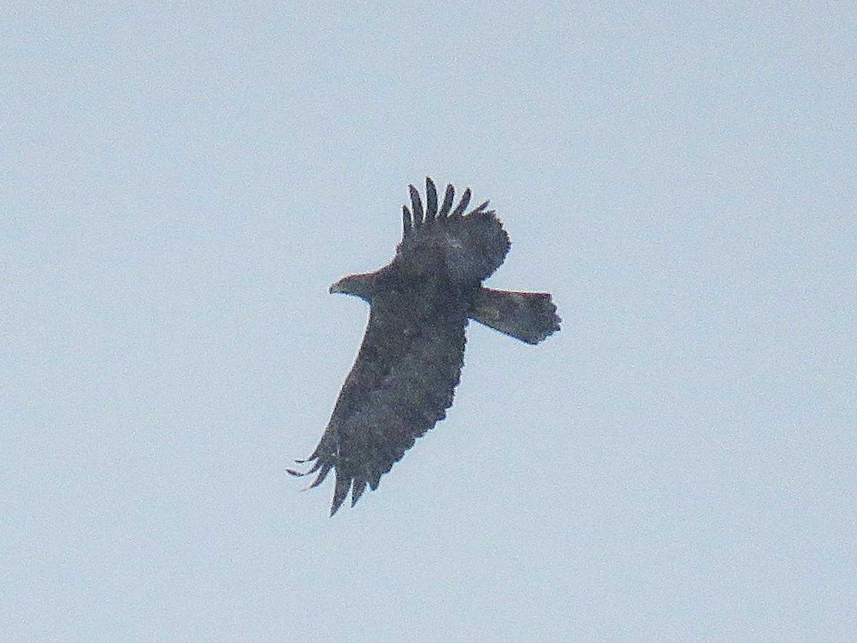 Aquila reale - ML646543257