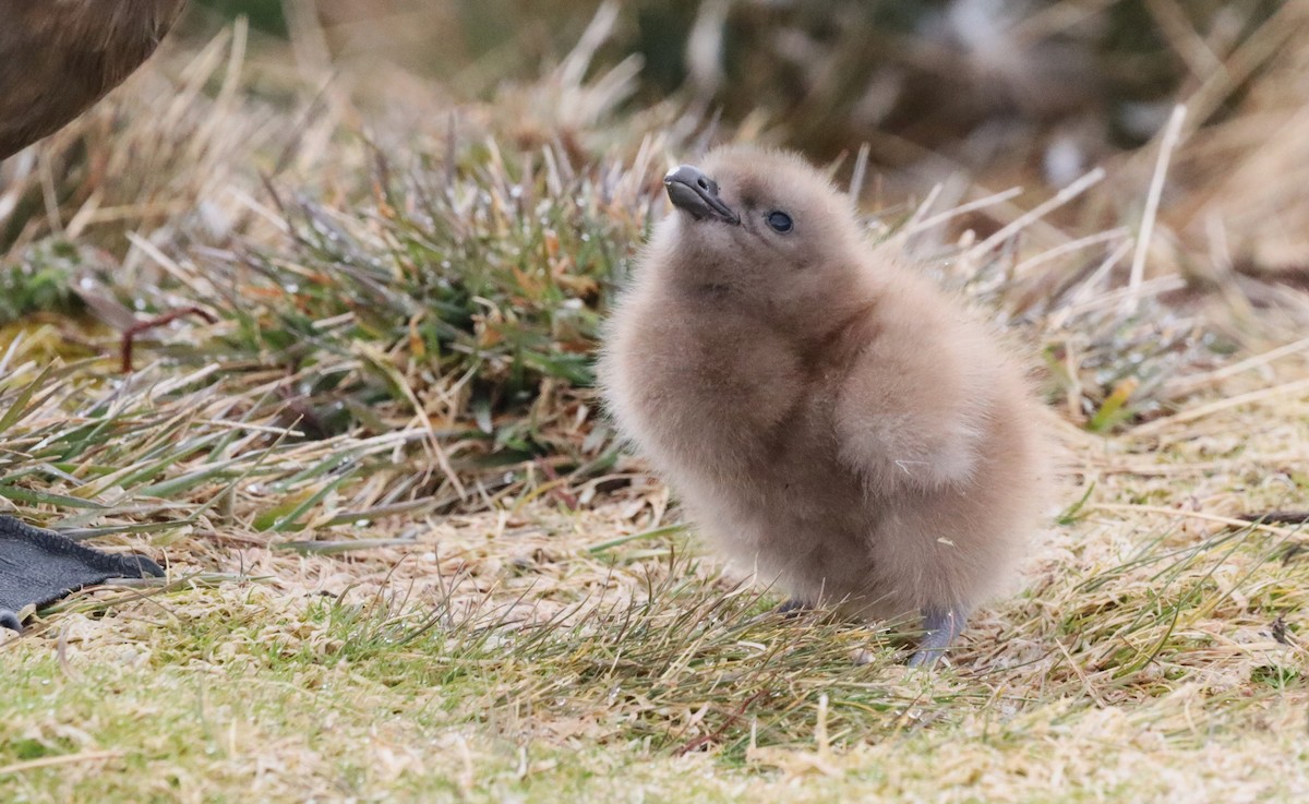 Brown Skua (Subantarctic) - ML646543258