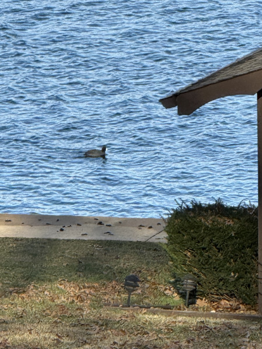 American Coot - ML646543259