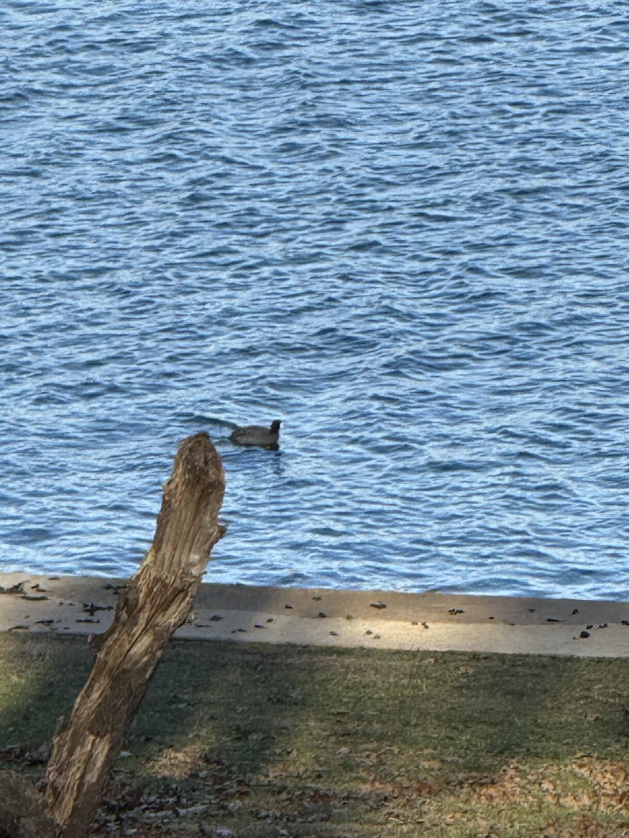 American Coot - ML646543261