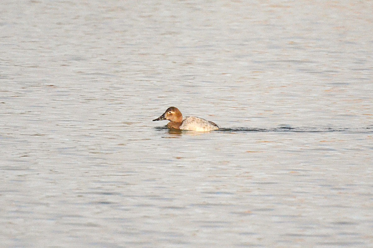 Redhead - ML646543262