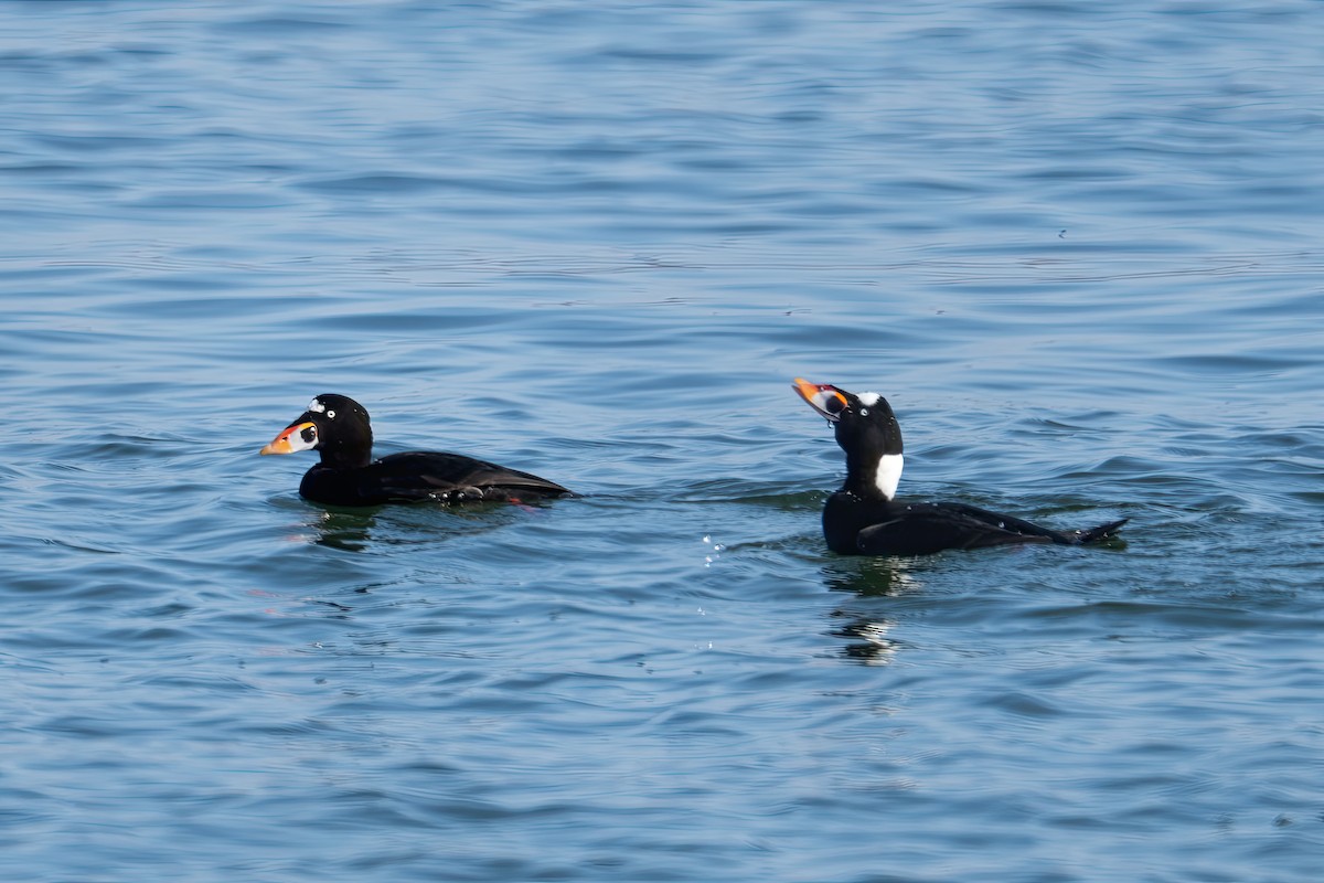 Surf Scoter - ML646543263