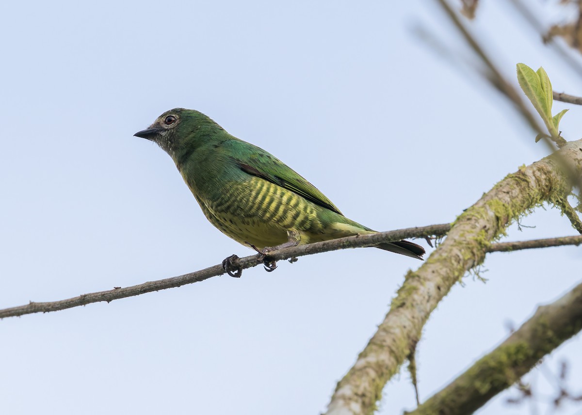 Swallow Tanager - ML646543264