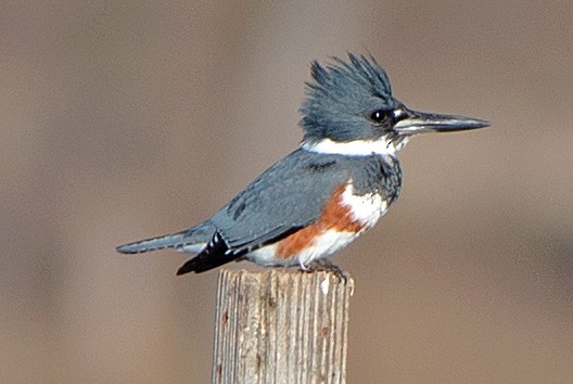 Belted Kingfisher - ML646543265