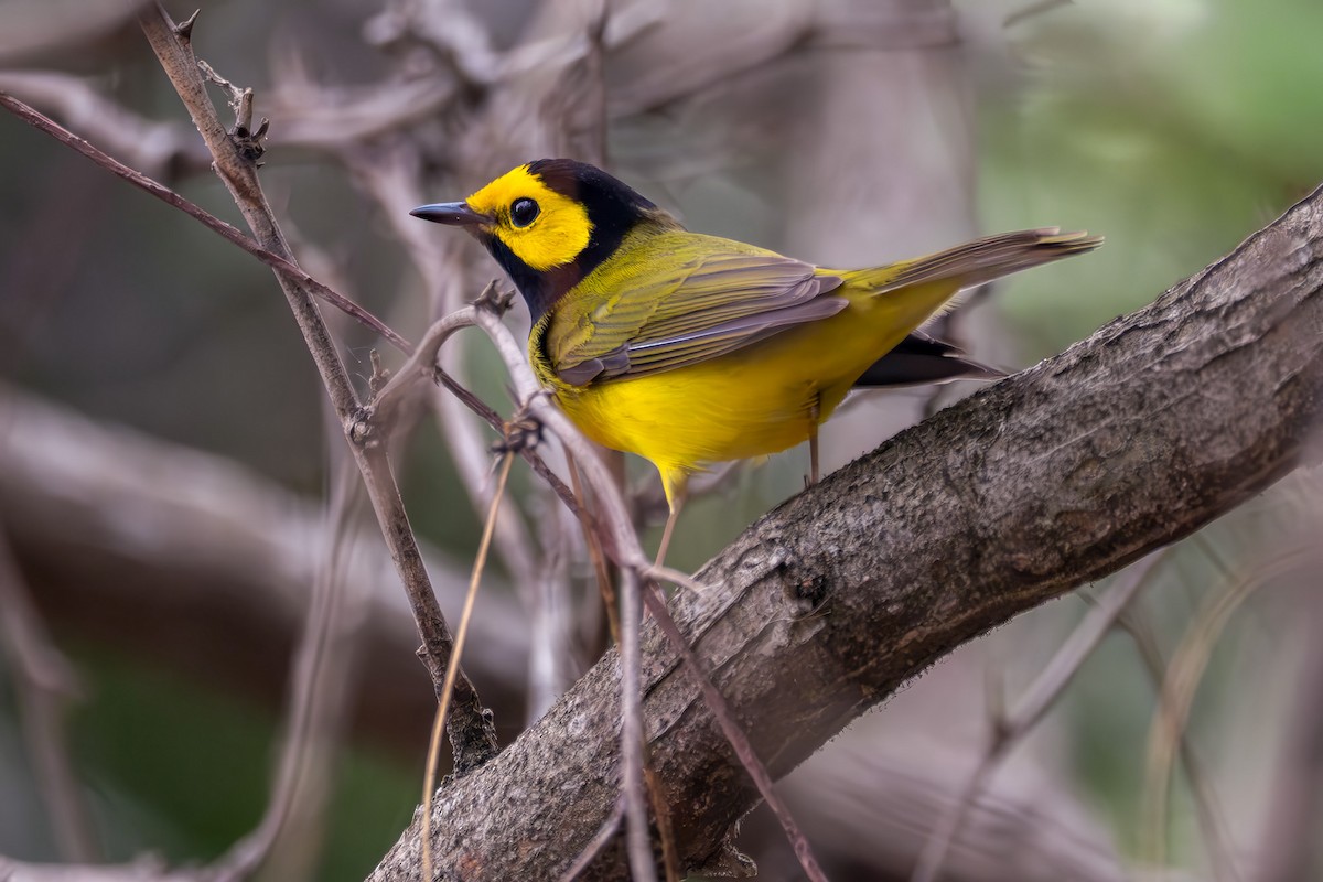 Hooded Warbler - ML646543267