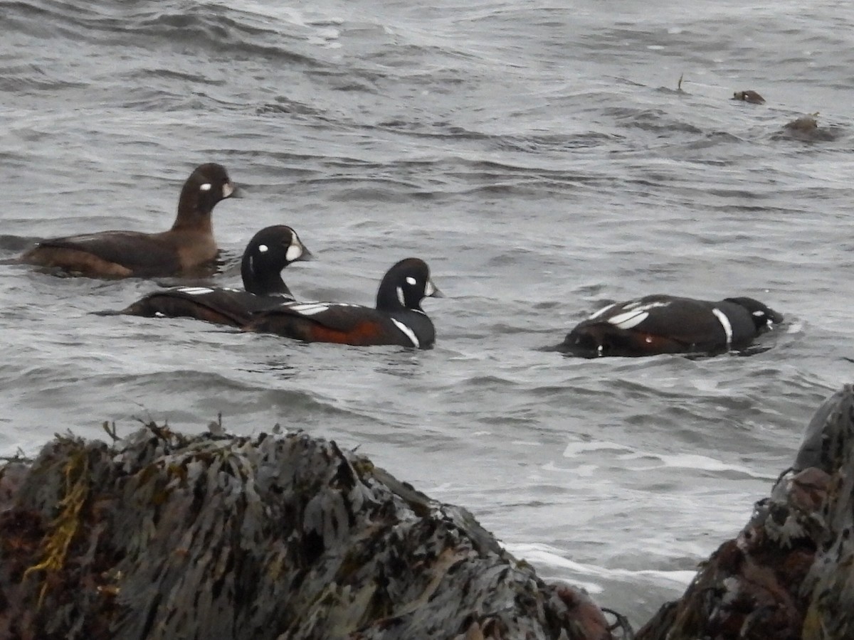 Harlequin Duck - ML646543268