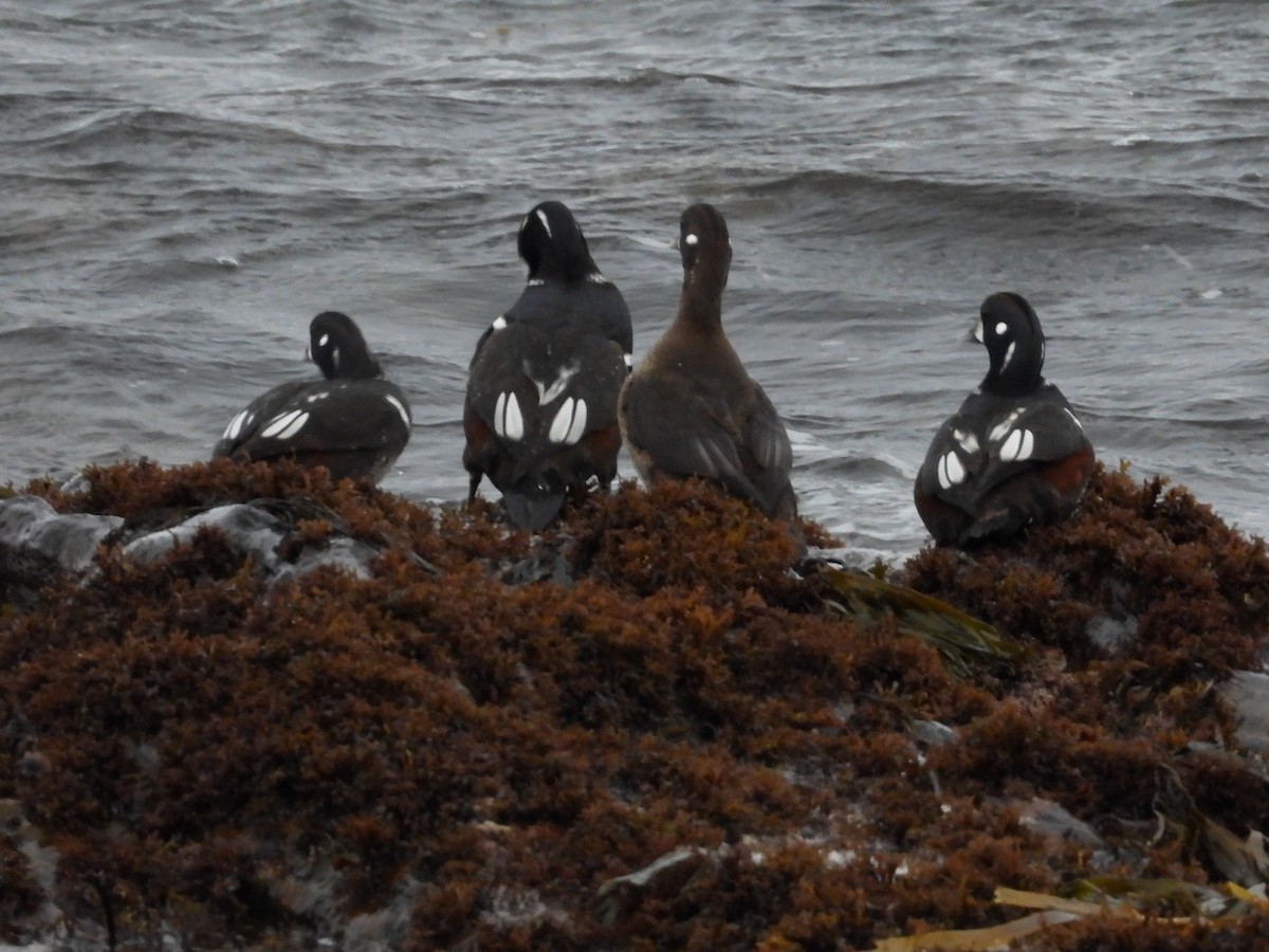 Harlequin Duck - ML646543270