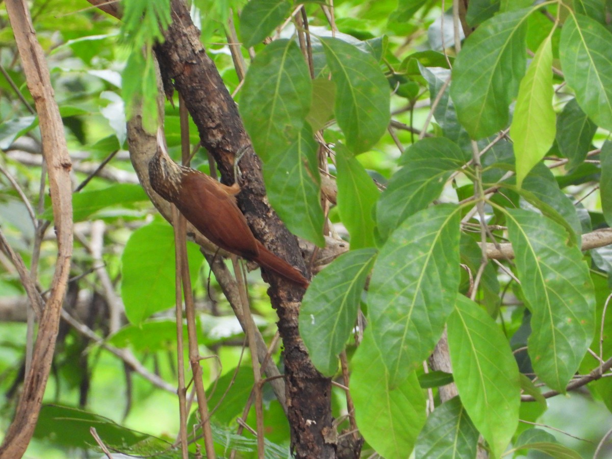 Straight-billed Woodcreeper - ML646543271