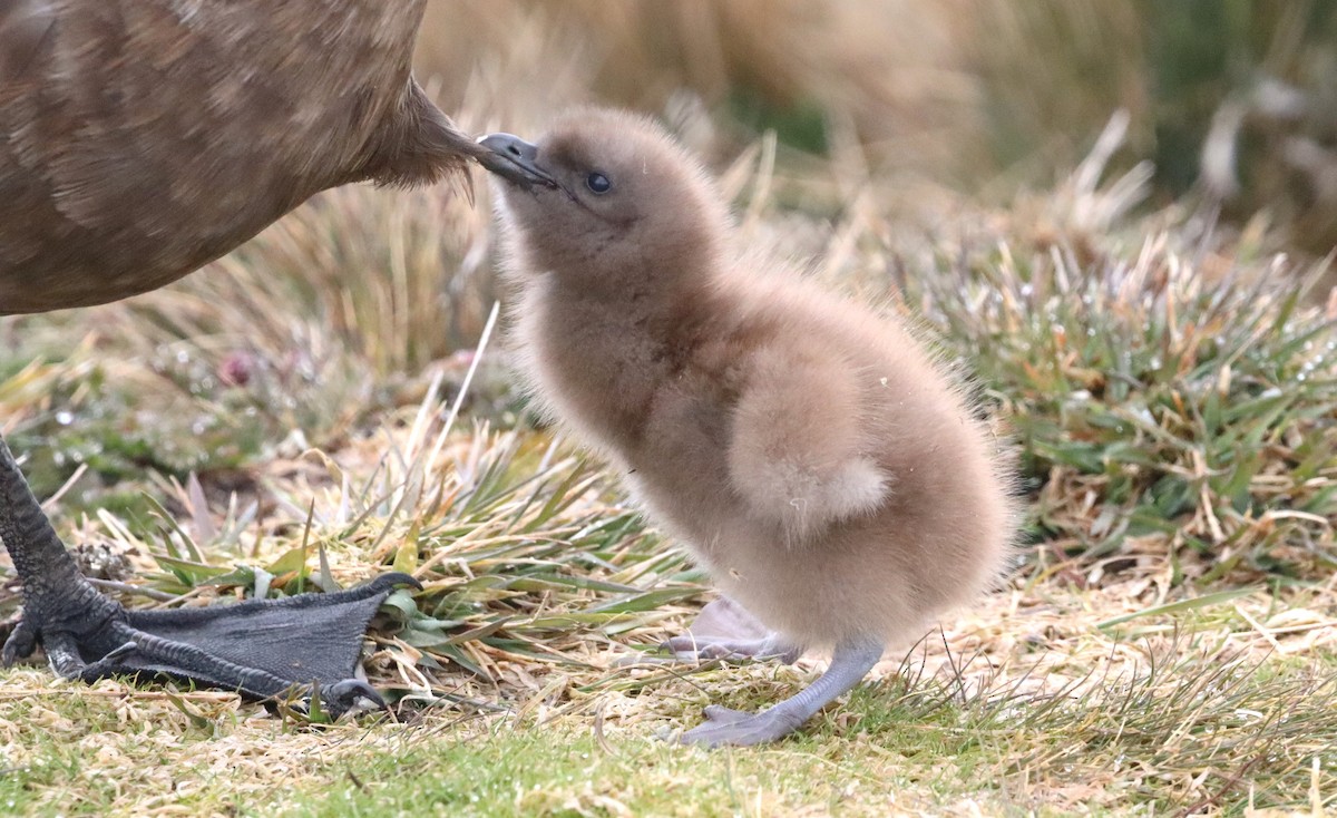 Brown Skua (Subantarctic) - ML646543273