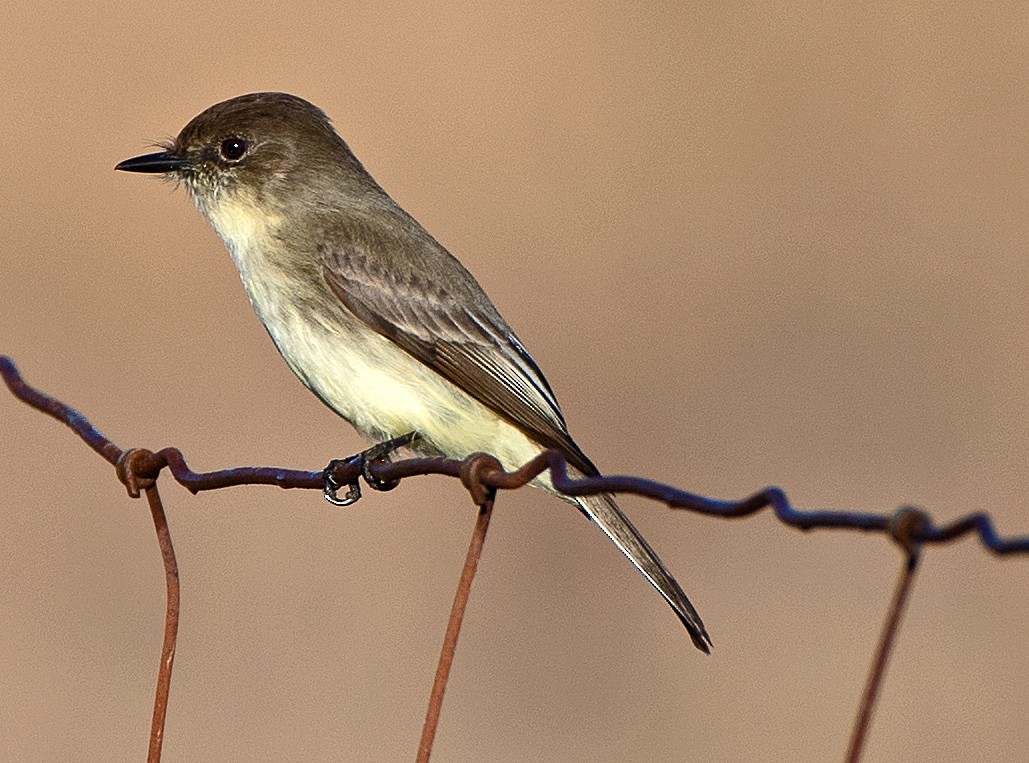 Eastern Phoebe - ML646543274