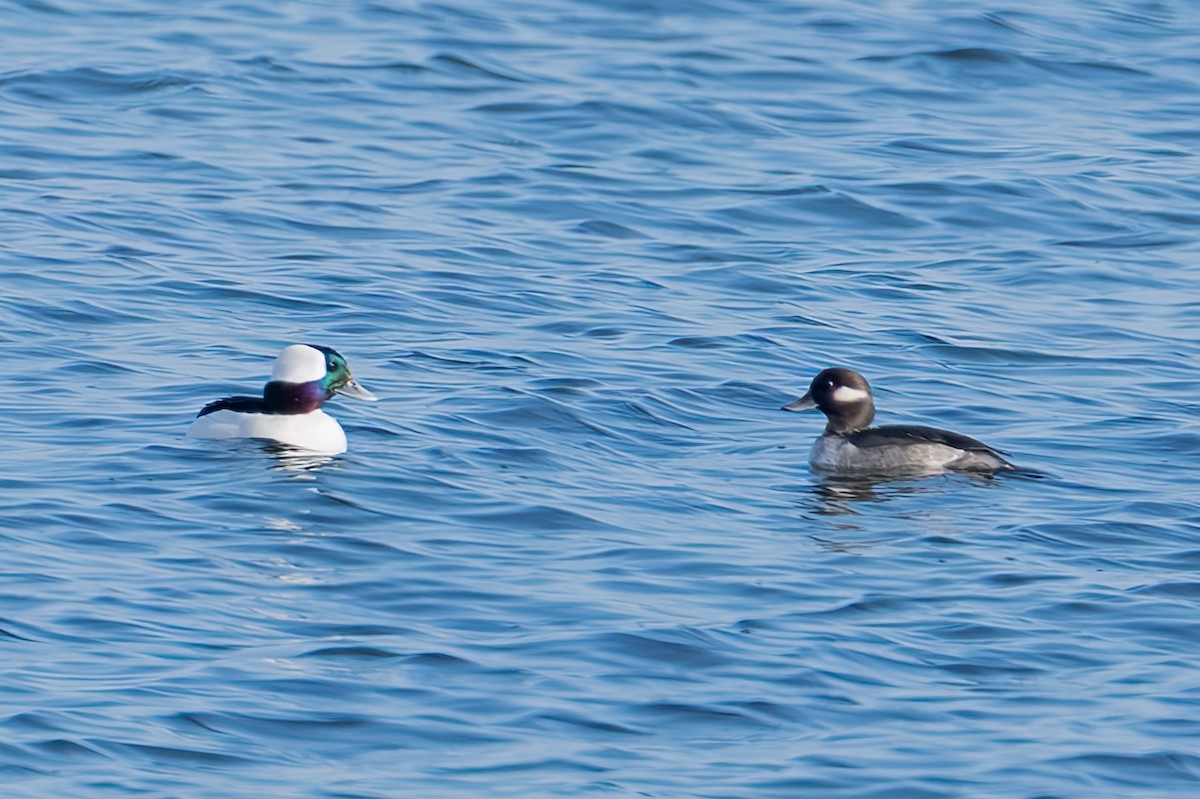 Bufflehead - ML646543275