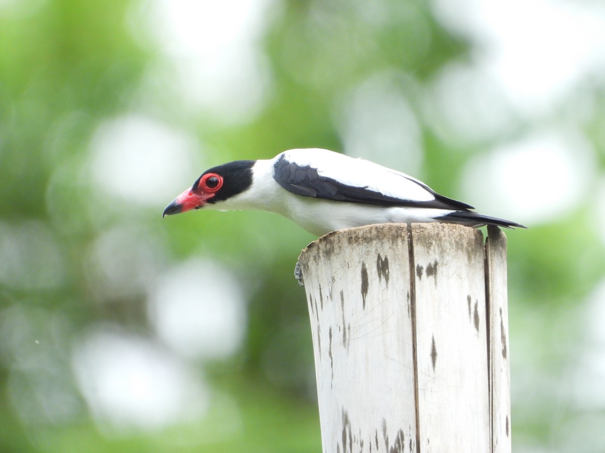 Black-tailed Tityra - ML646543276