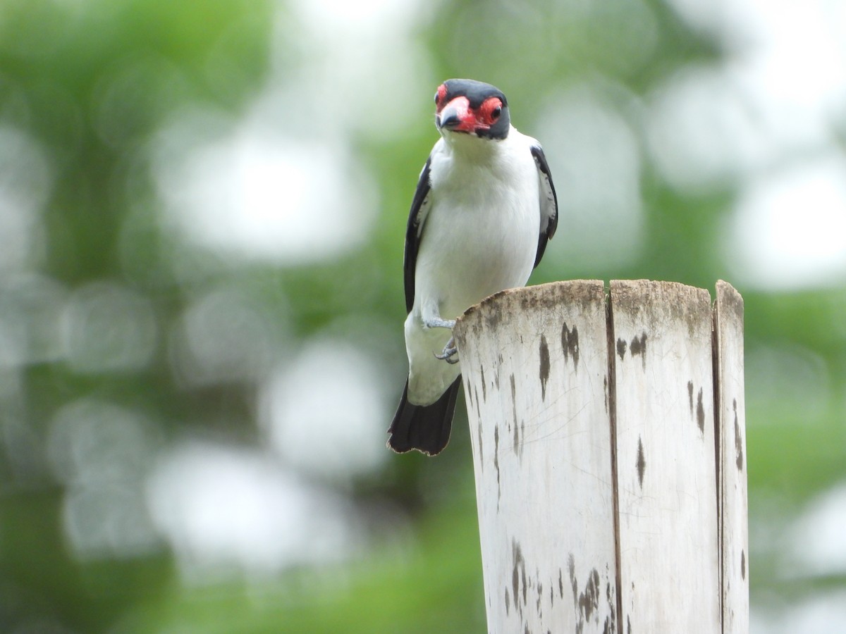 Black-tailed Tityra - ML646543277