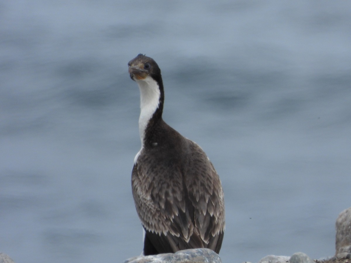 knoppskarv - ML646543284