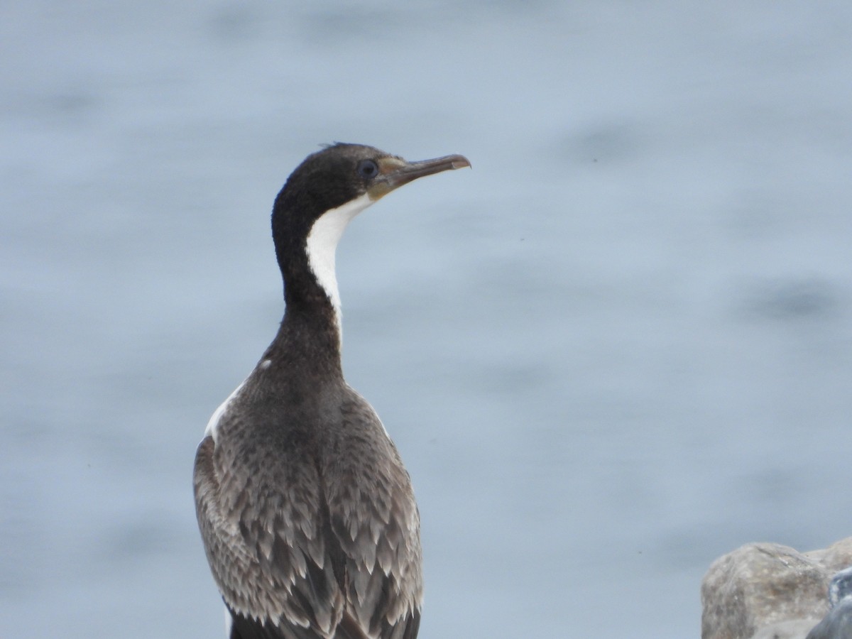 knoppskarv - ML646543285