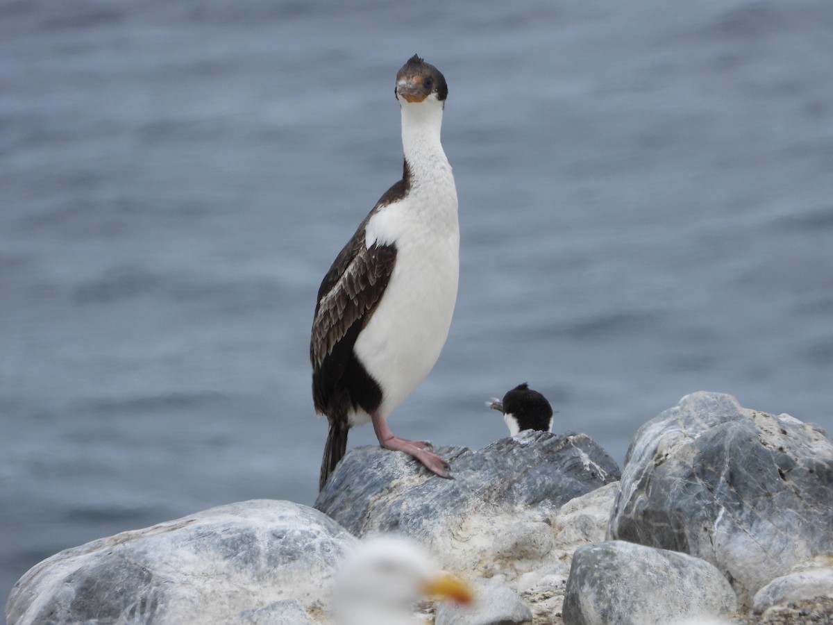 knoppskarv - ML646543286