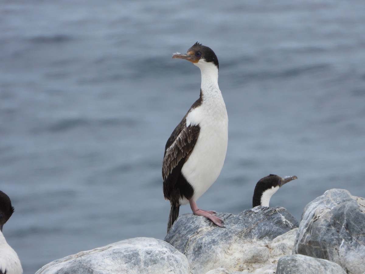 knoppskarv - ML646543287