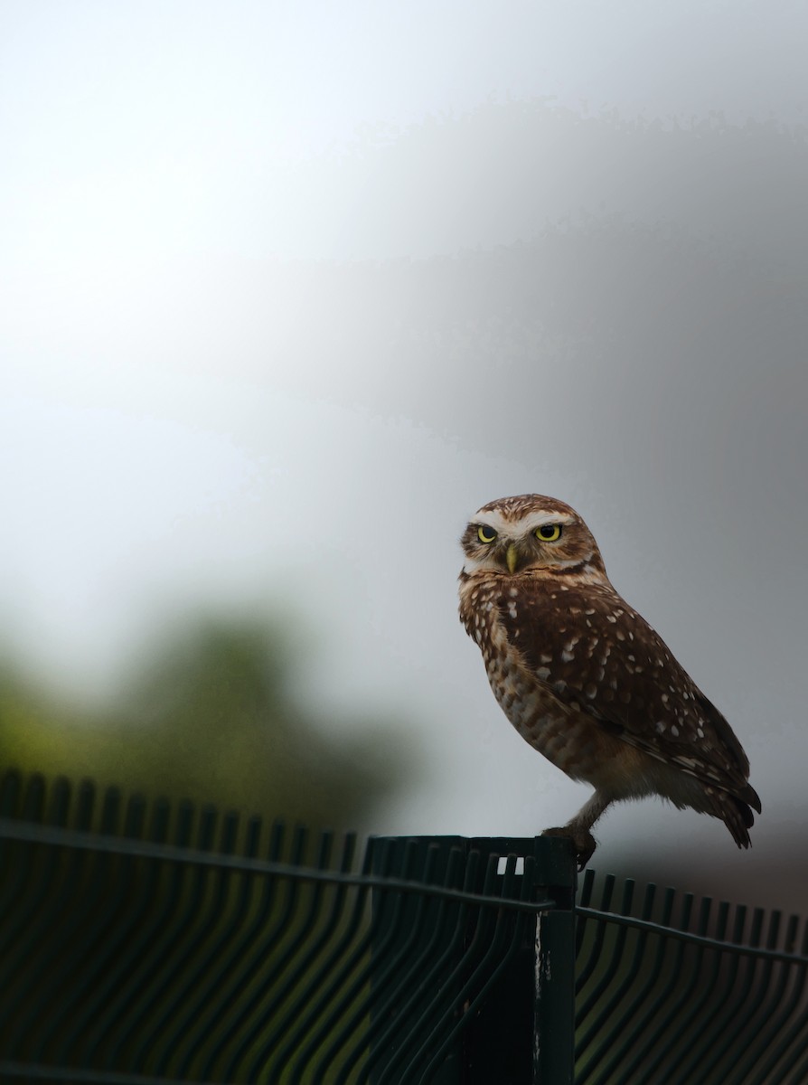 Burrowing Owl - ML646543288