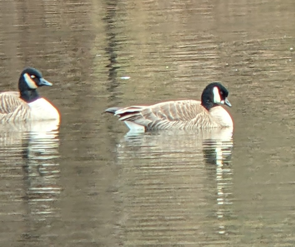 Oca canadese minore - ML646543289