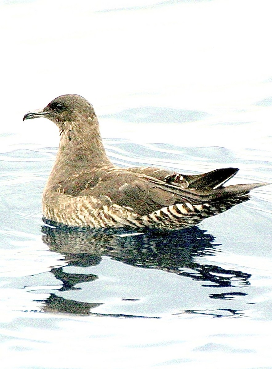 Küt Kuyruklu Korsanmartı - ML646543290