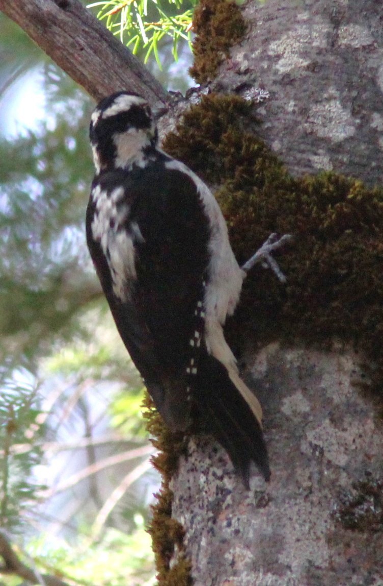 hårspett - ML646543292