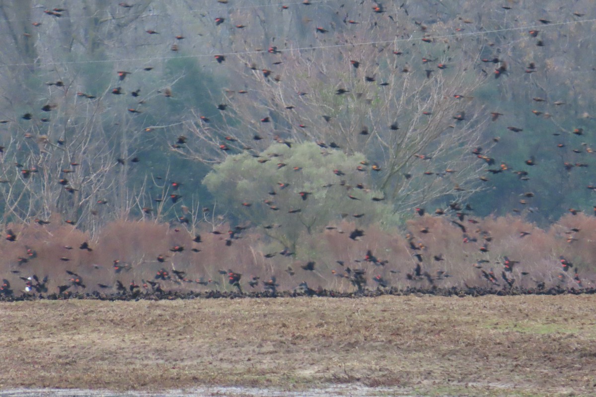 Red-winged Blackbird - ML646543297