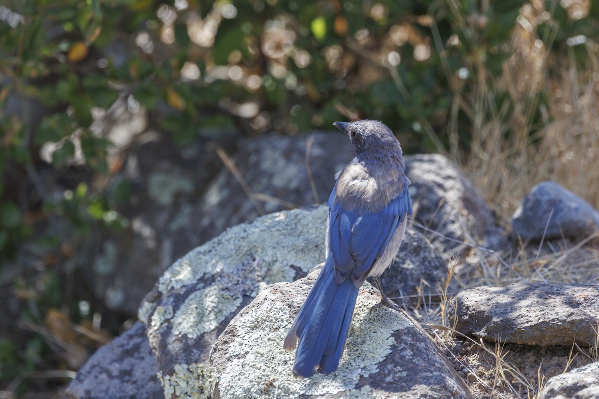 sojka západní - ML646543298