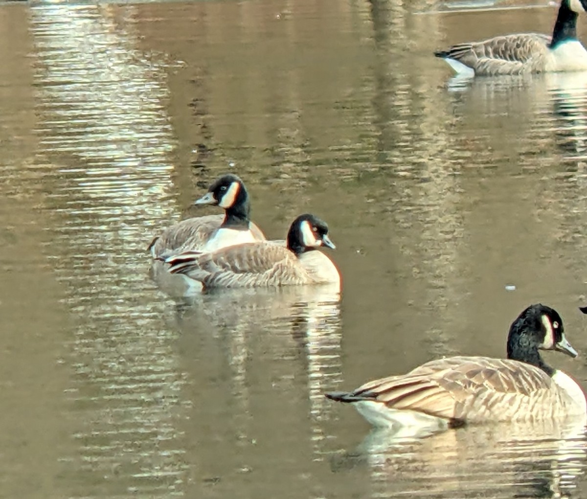 Oca canadese minore - ML646543301