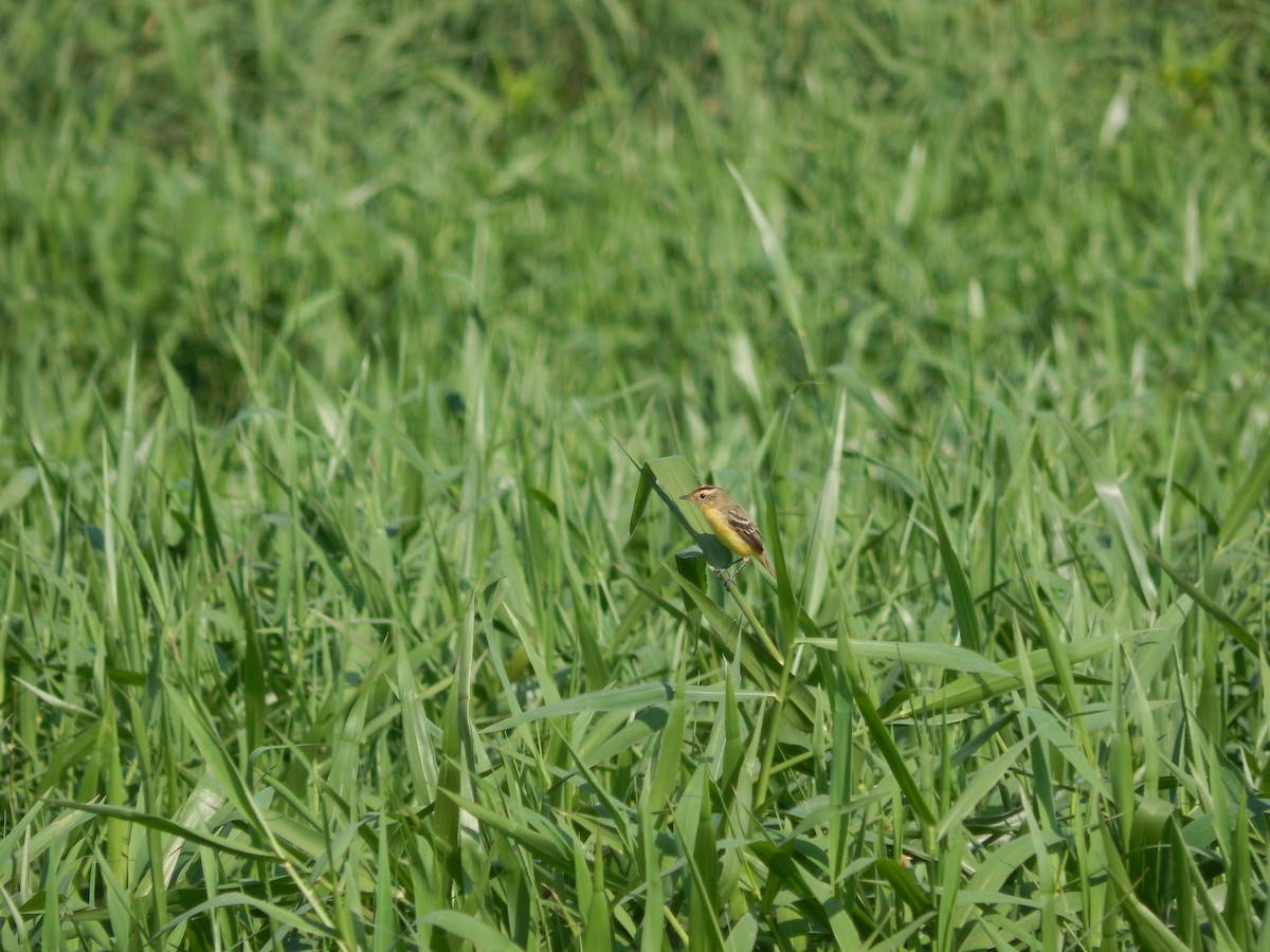 Crested Doradito - ML646543302