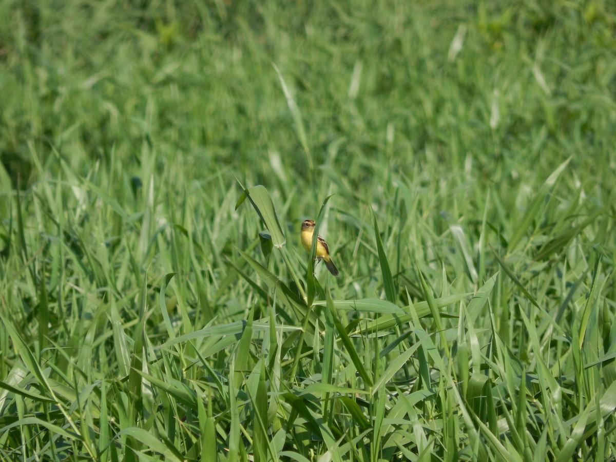 Crested Doradito - ML646543303