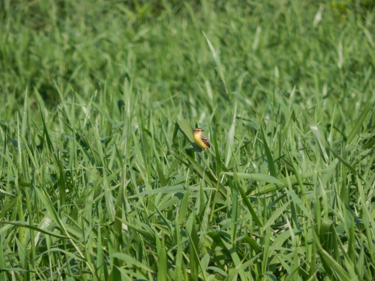 Crested Doradito - ML646543304