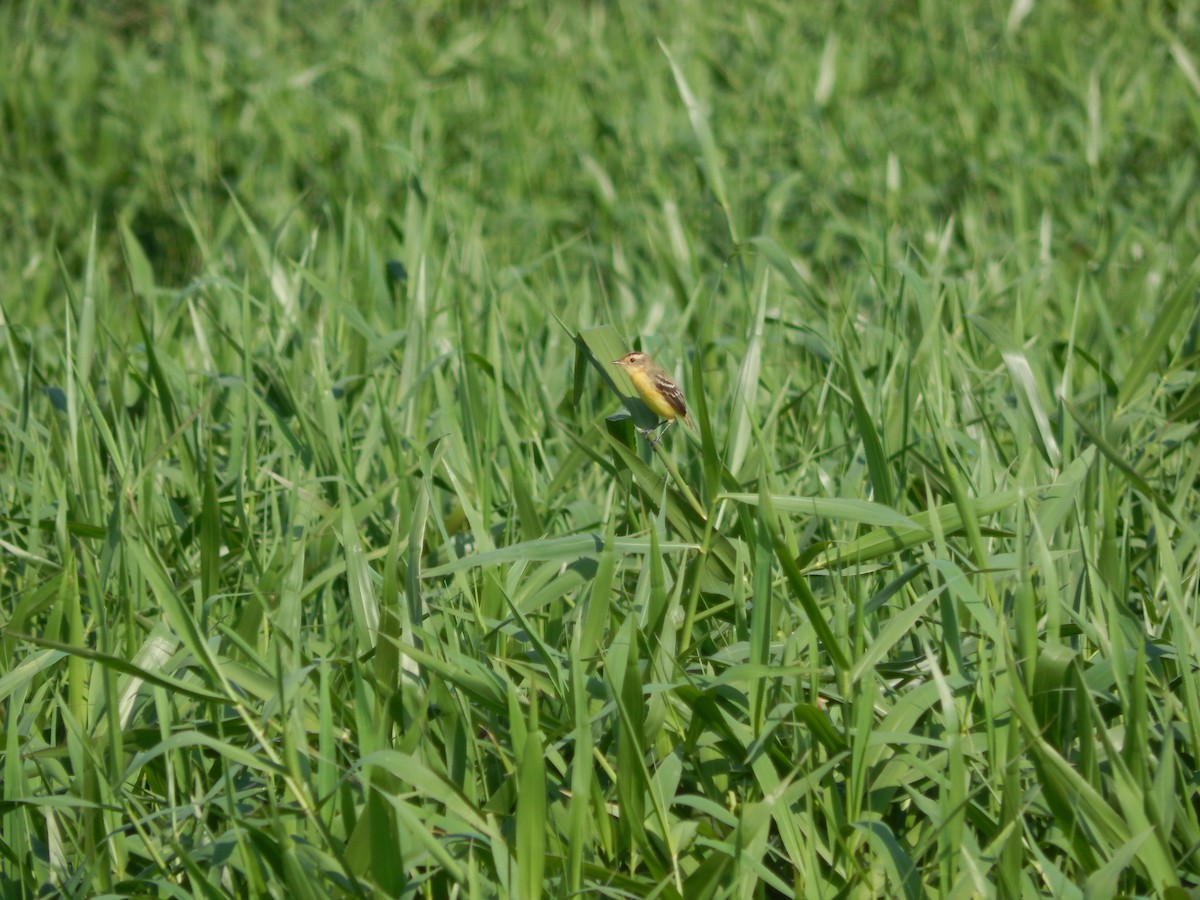 Crested Doradito - ML646543305