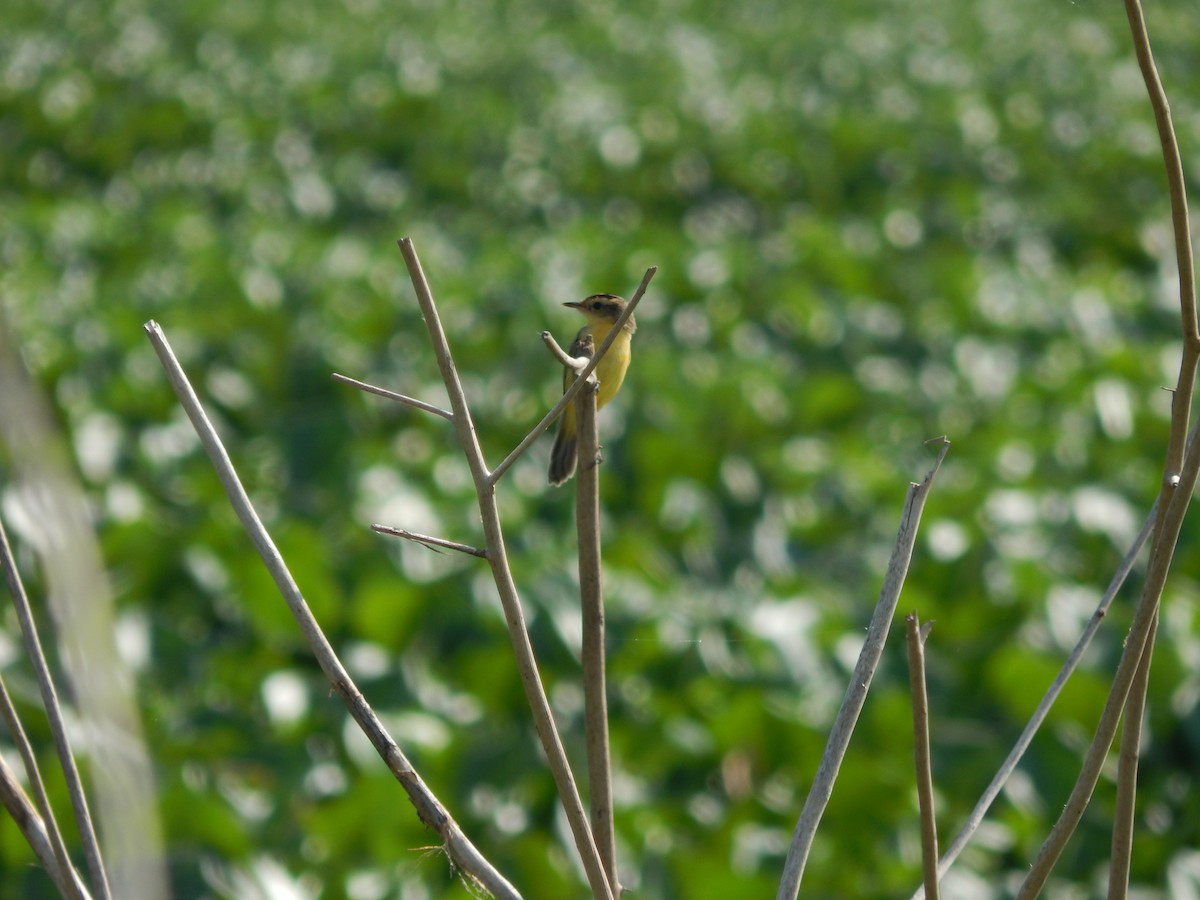 Crested Doradito - ML646543306