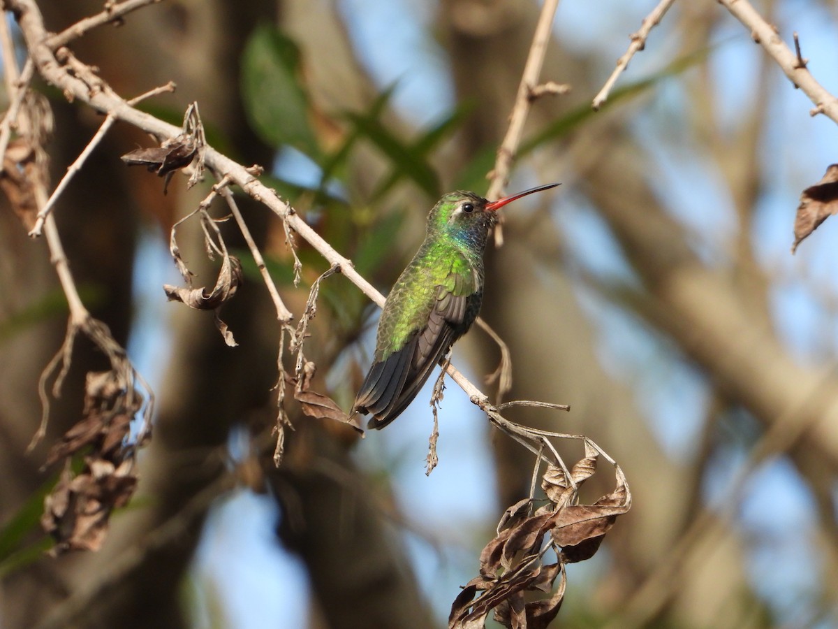 Broad-billed Hummingbird - ML646543307